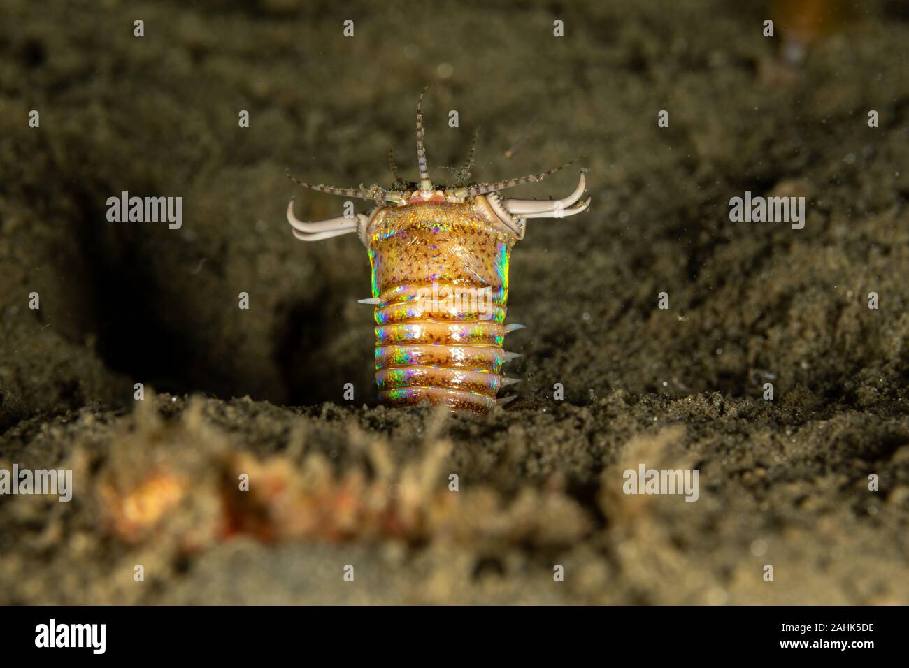 Bobbit(t) worm or sand striker) is an aquatic predatory polychaete worm