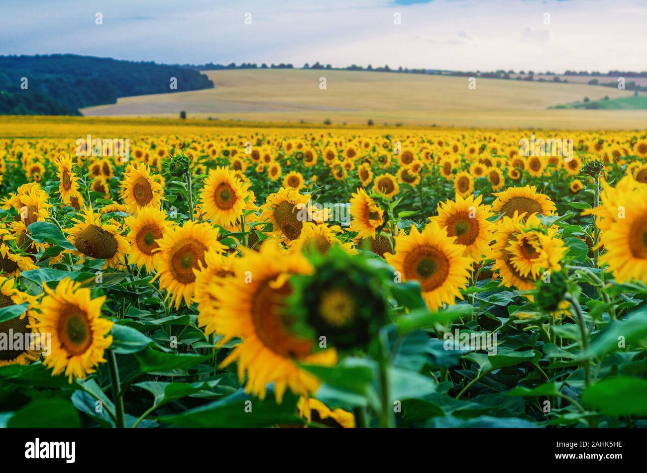 Field with sunflowers on a blue sky background Stock Photo - Alamy
