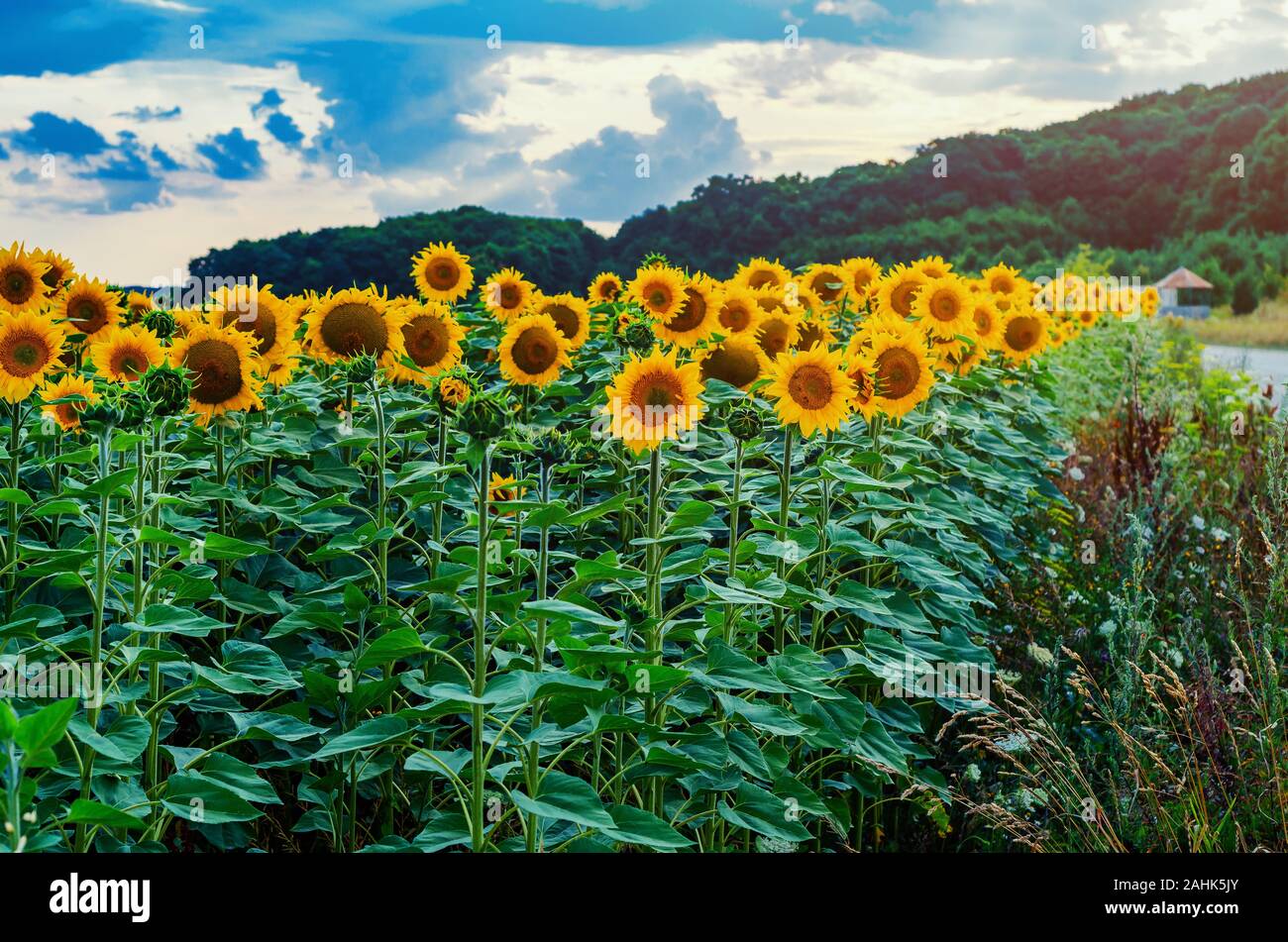 Field with sunflowers on a blue sky background Stock Photo - Alamy