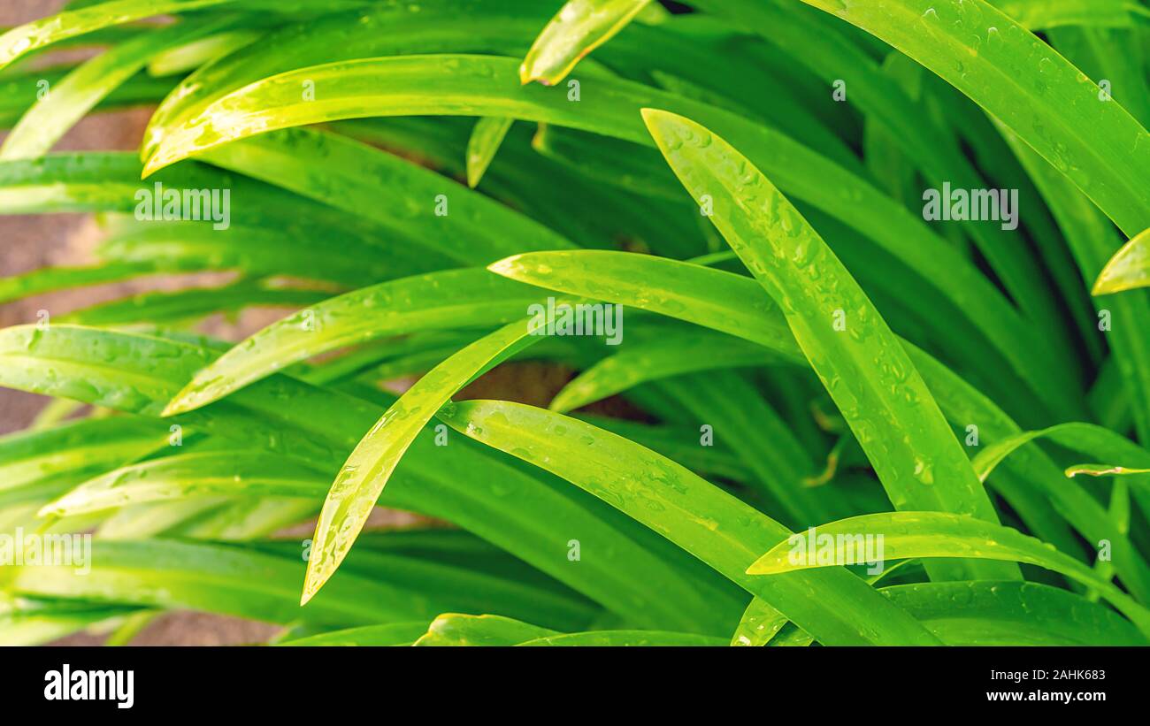 Fresh green pandan leaf growing in the garden texture background Stock