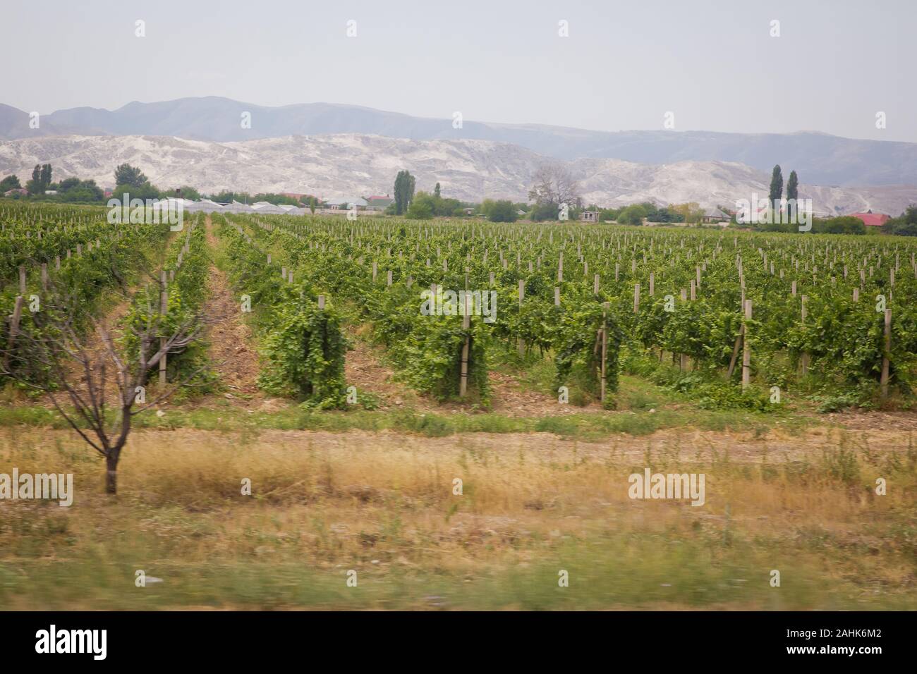 Behind the vineyard there are villages and mountains.The photo was taken in Azerbaijan when there was no sunshine. Grapes field . Beautiful landscape Stock Photo