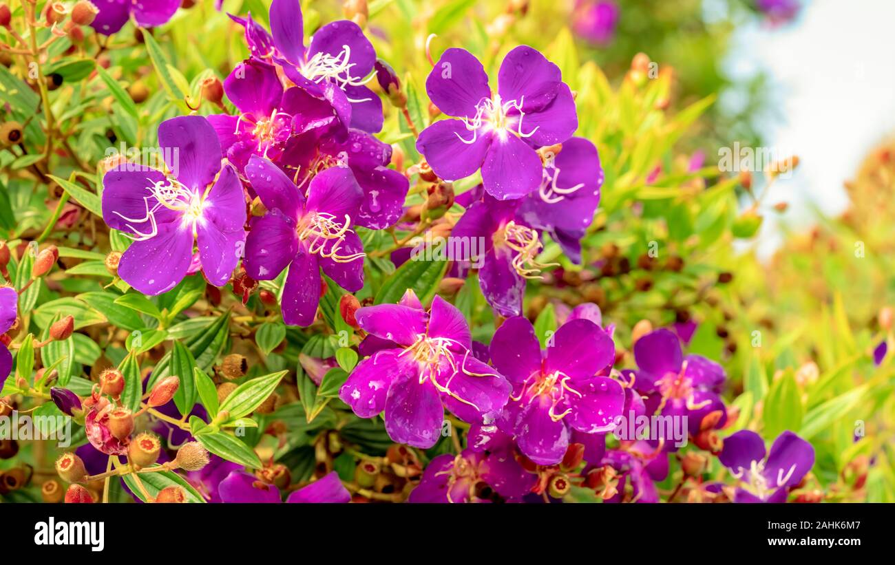 Purple flowers Malabar melastome (Indian rhododendron), Melastoma malabathricum Linn Stock Photo
