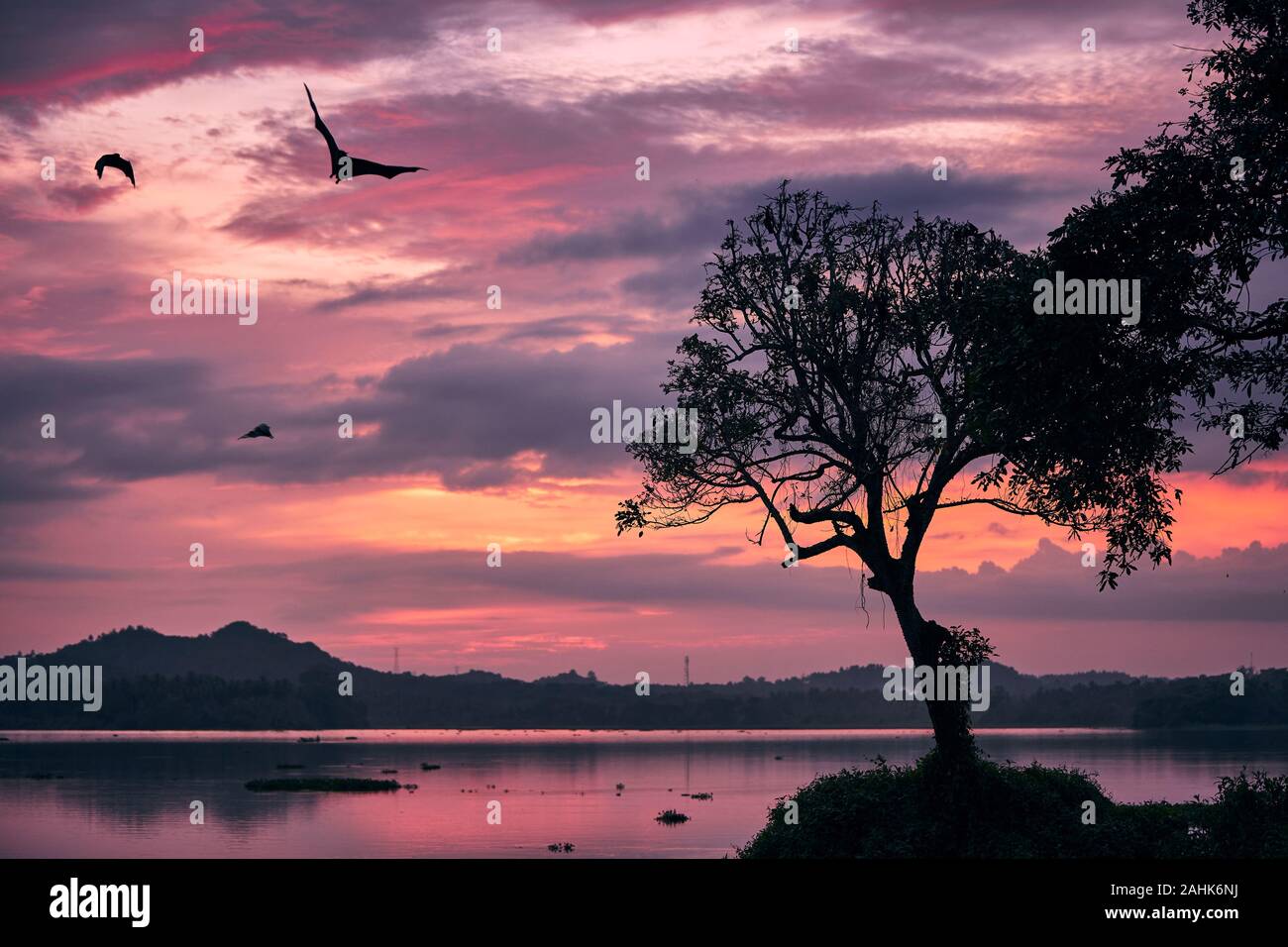 Indian fruit bats (species of flying foxes) on sky against moody sunset. Scary scene at dusk in Sri Lanka. Stock Photo