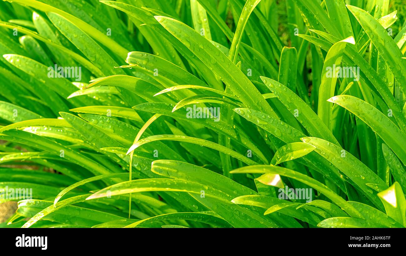 Pandan leaf hires stock photography and images Alamy