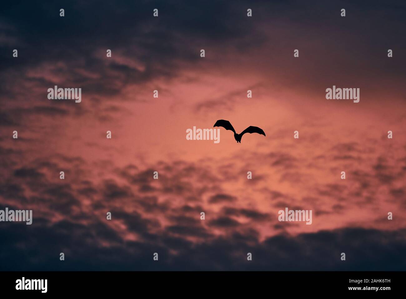 Indian fruit bat (species of flying fox) on sky against red sunset. Scary scene at dusk in Sri Lanka. Stock Photo