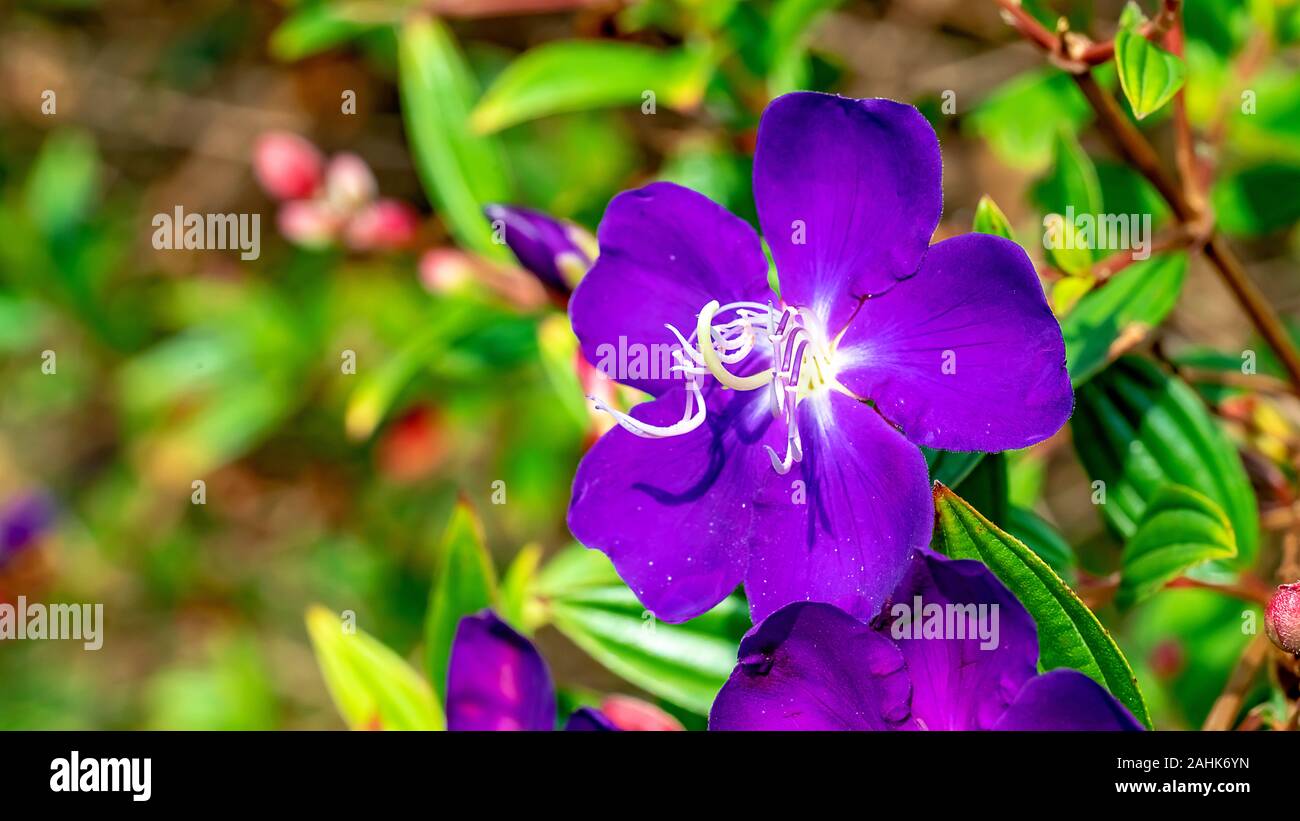 Close up Purple flowers Malabar melastome (Indian rhododendron), Melastoma malabathricum Linn Macro photography Stock Photo