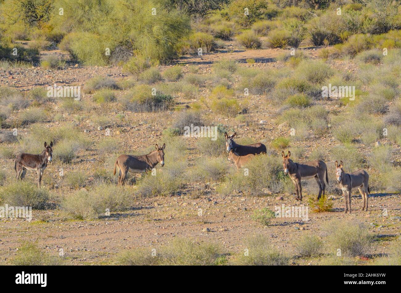 Wild Rogue Donkeys, also known as Feral Burros,  graze the Sonoran Desert mountains in Maricopa County. Arizona USA Stock Photo