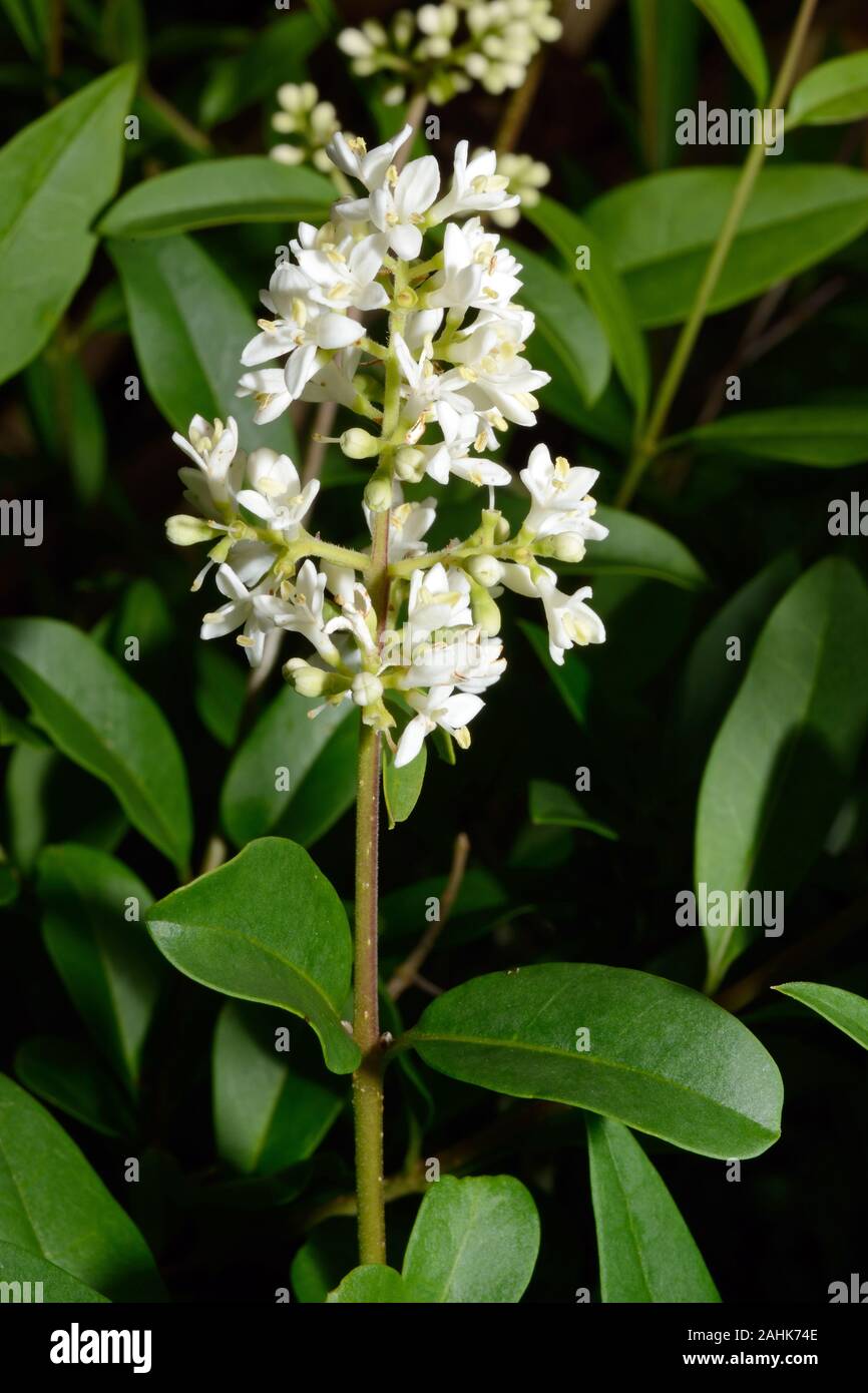 Ligustrum vulgare (wild privet) is native to central and southern Europe, north Africa and southwestern Asia growing in hedgerows and woodlands. Stock Photo