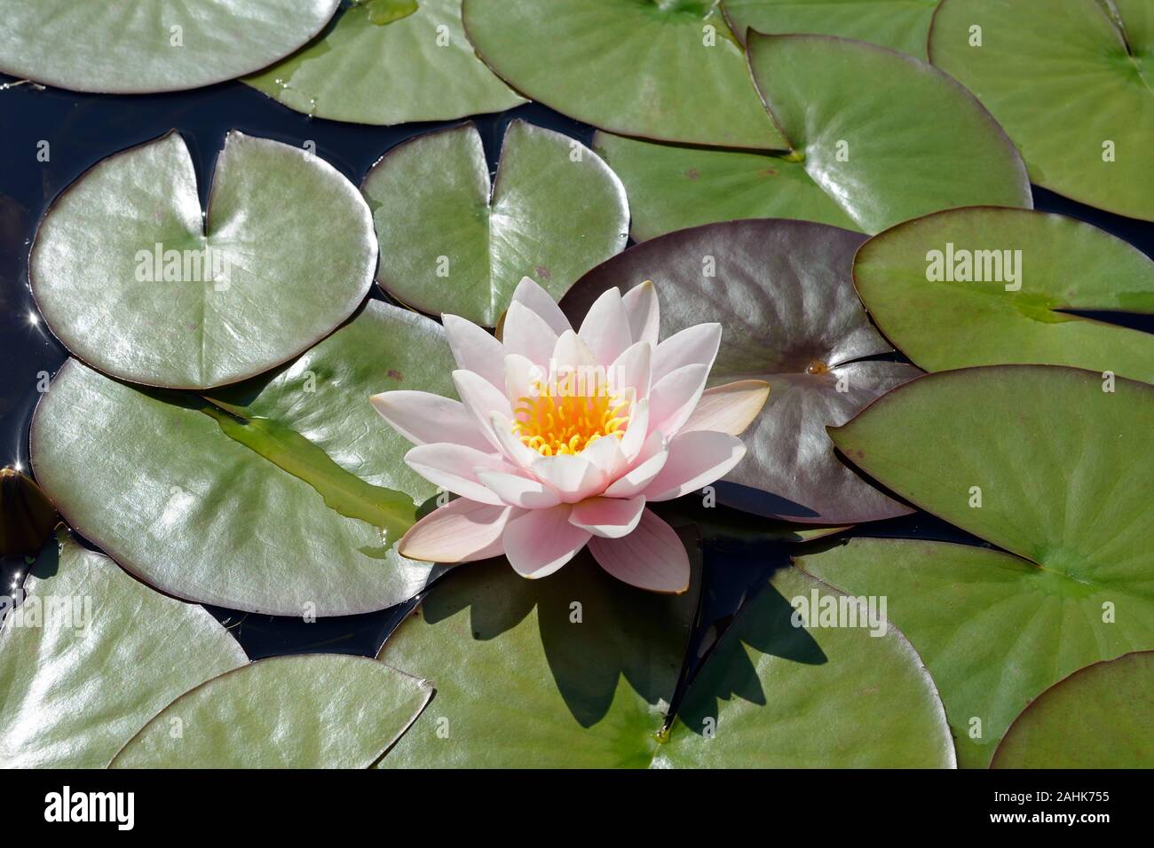 Nymphaea alba (European white water lily) is native to North Africa, temperate Asia, Europe and Tropical Asia. It is an aquatic plant of fresh water. Stock Photo