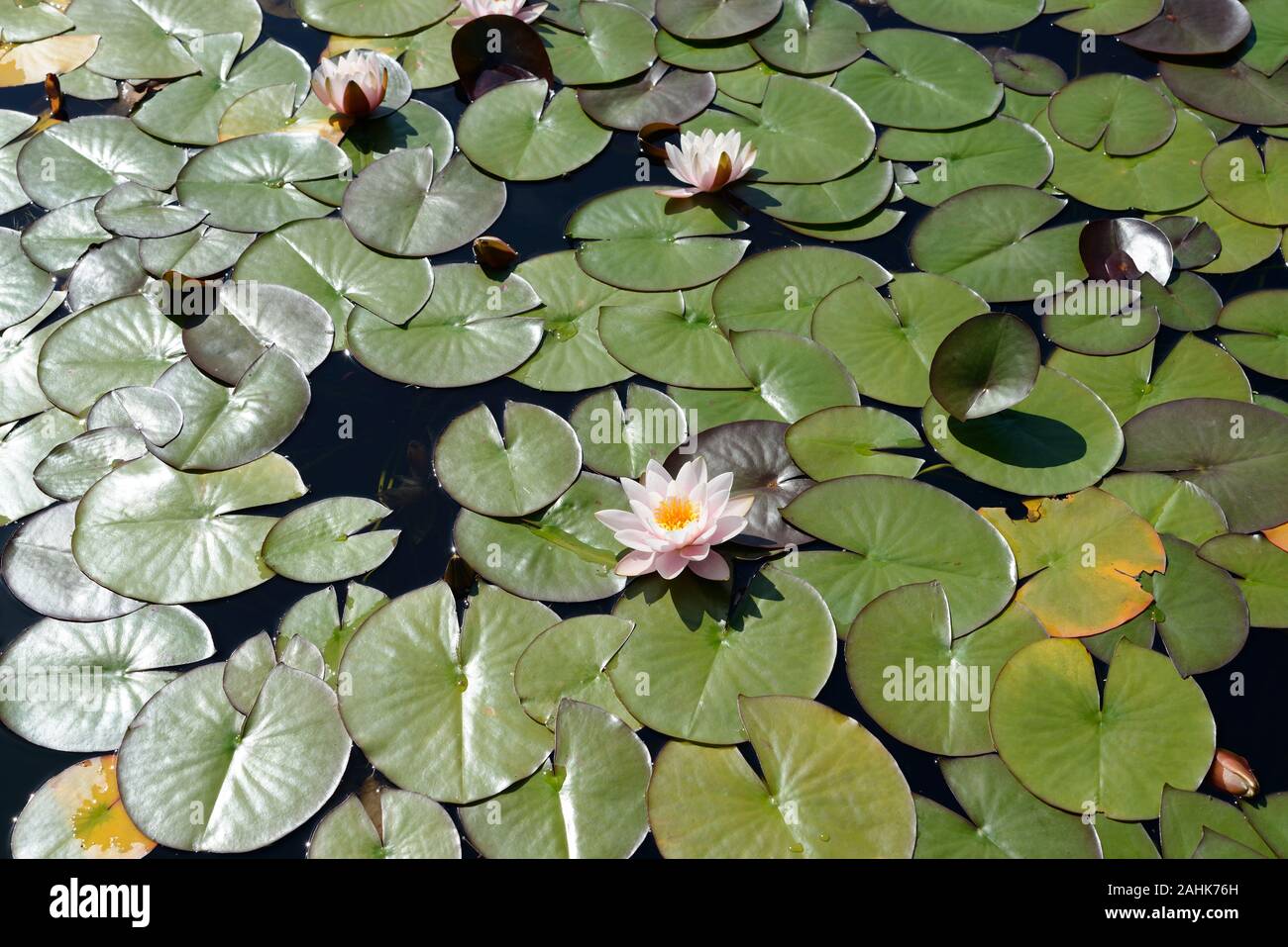 Nymphaea alba (European white water lily) is native to North Africa, temperate Asia, Europe and Tropical Asia. It is an aquatic plant of fresh water. Stock Photo