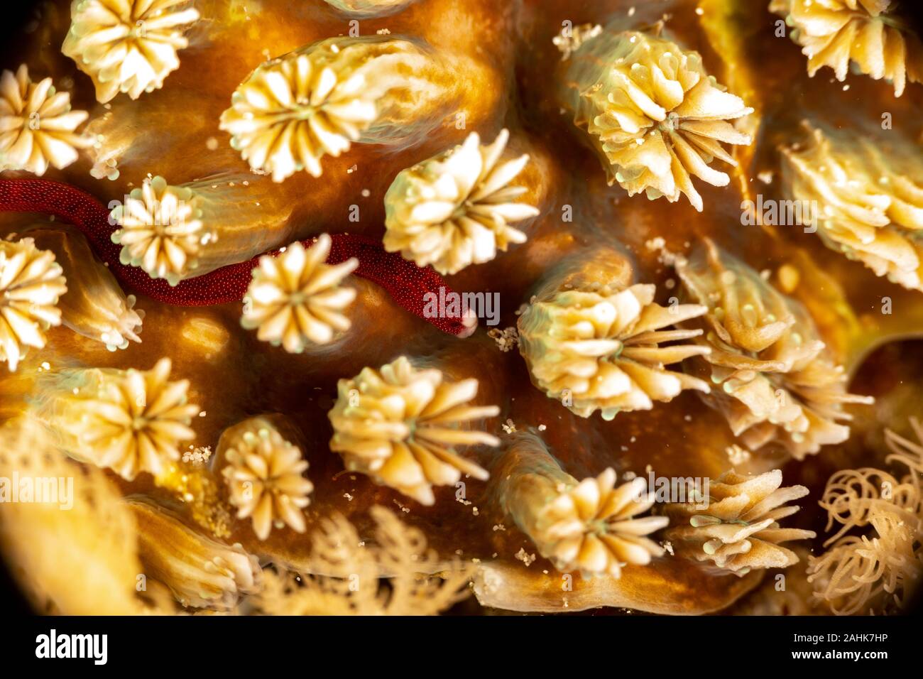 Braun's pughead pipefish in his coral, Bulbonaricus brauni is a species ...