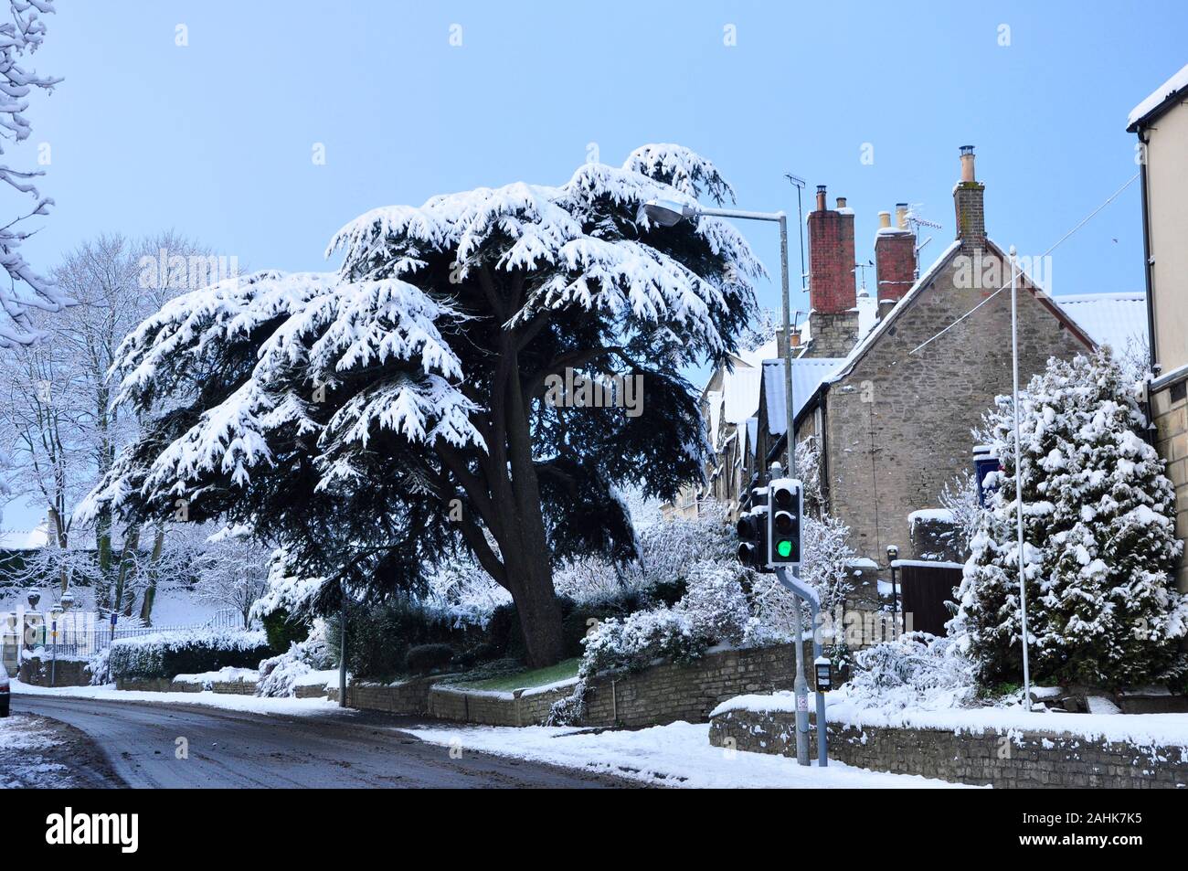 The Cedar of Lebanon tree planted in the mid 19th century on Bath Hill in Frome looks resplendent with a covering of snow.This tree was part of the  g Stock Photo