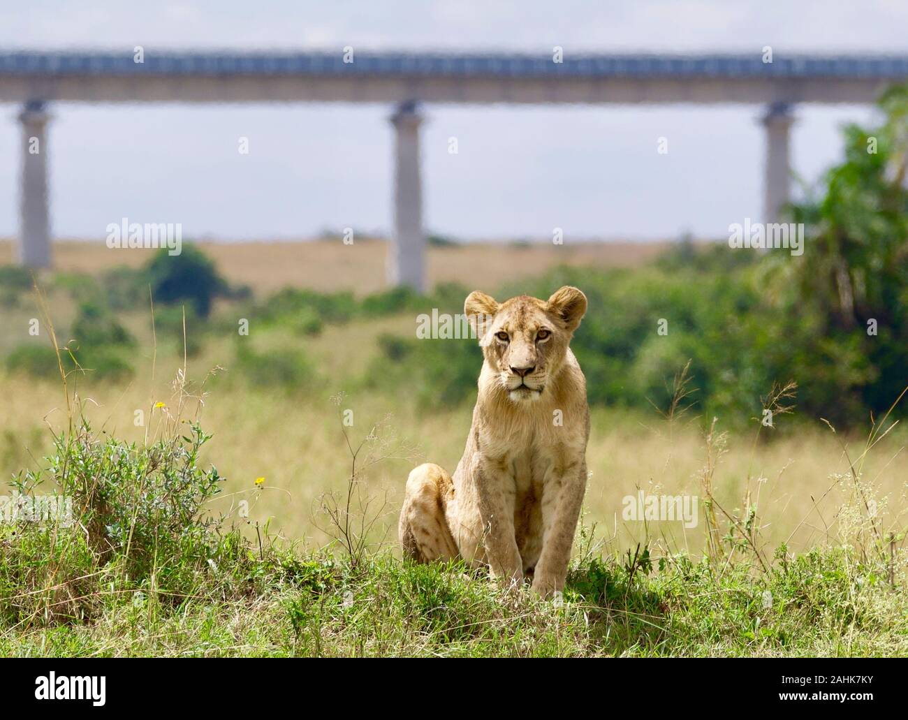 lion pride in Nairobi national park Stock Photo - Alamy