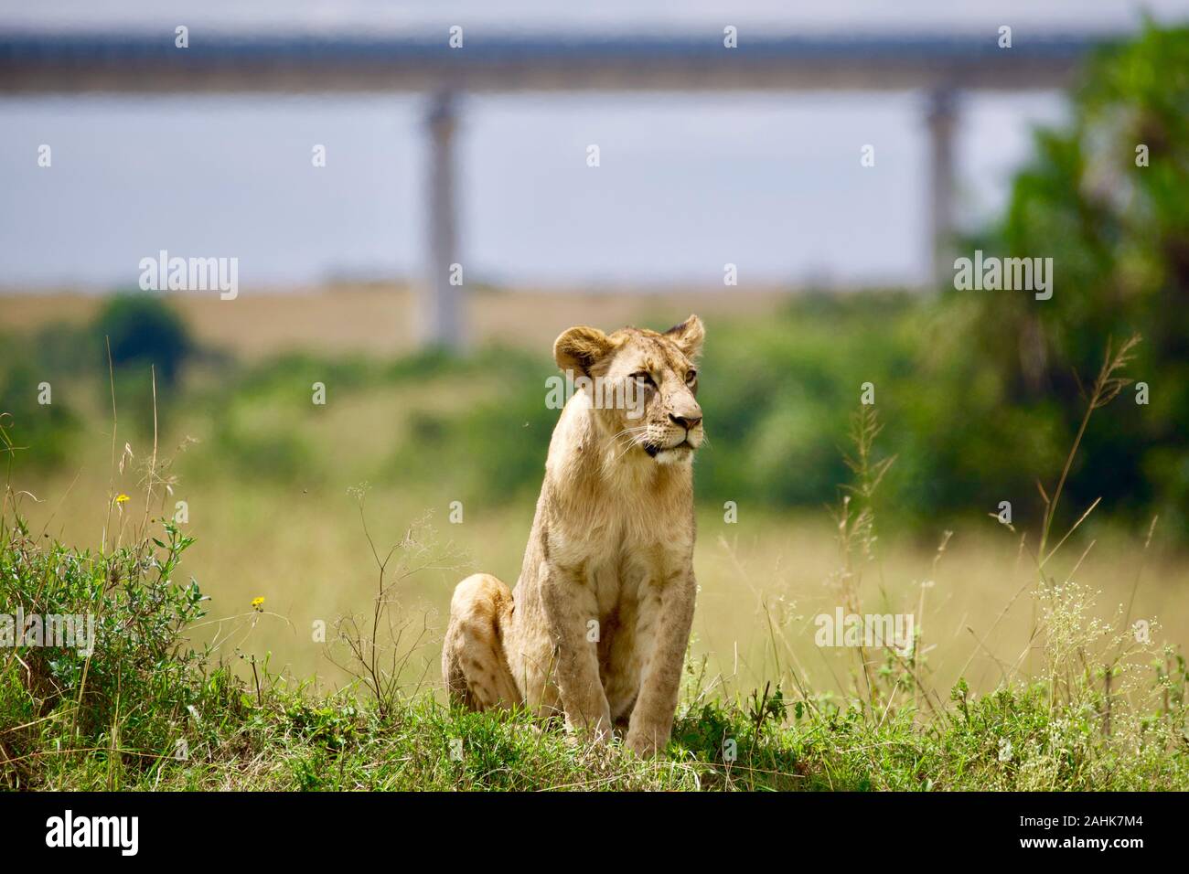 lion pride in Nairobi national park Stock Photo