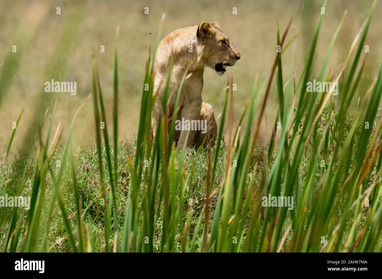 lion pride in Nairobi national park Stock Photo