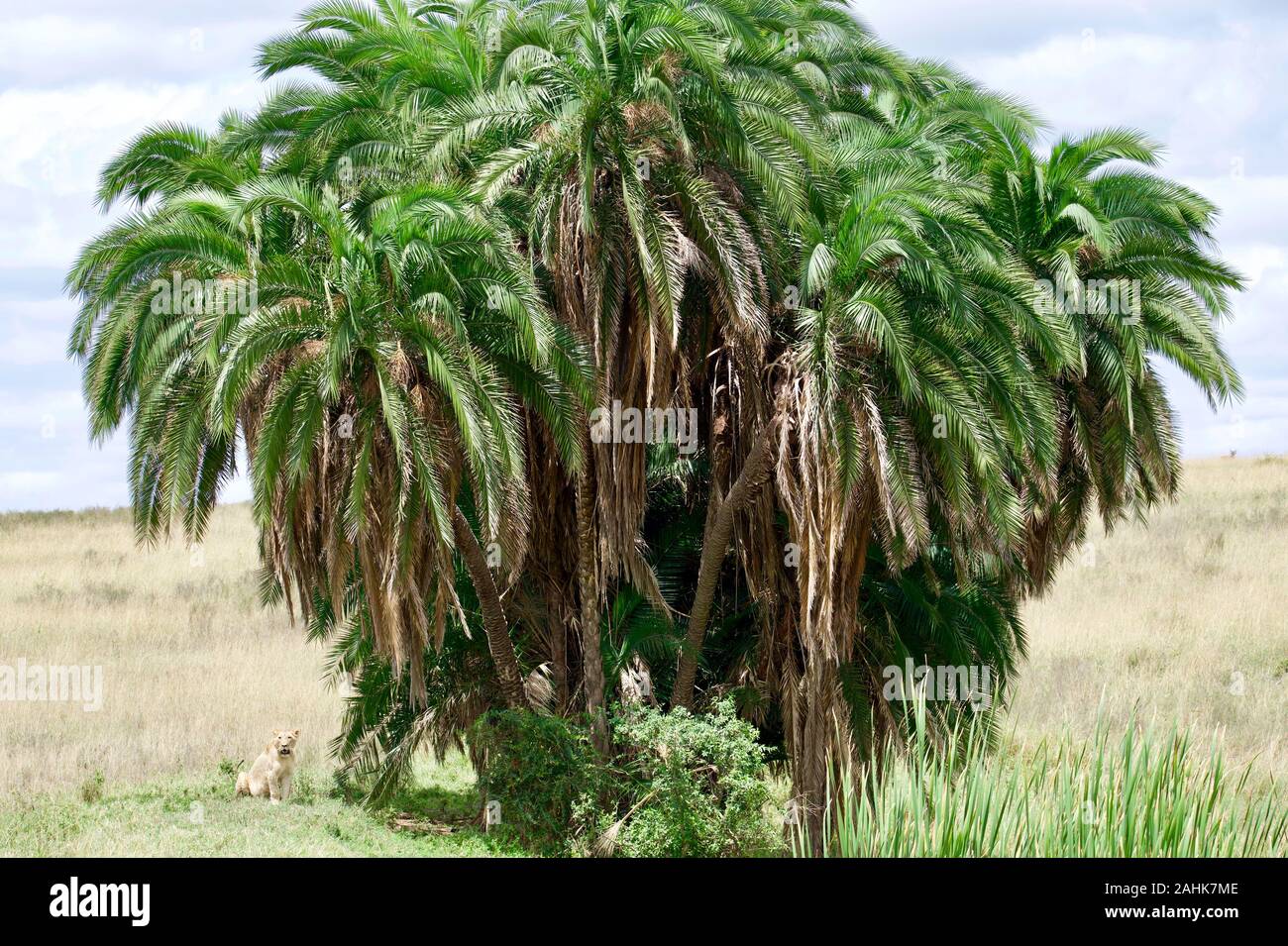 lion pride in Nairobi national park Stock Photo