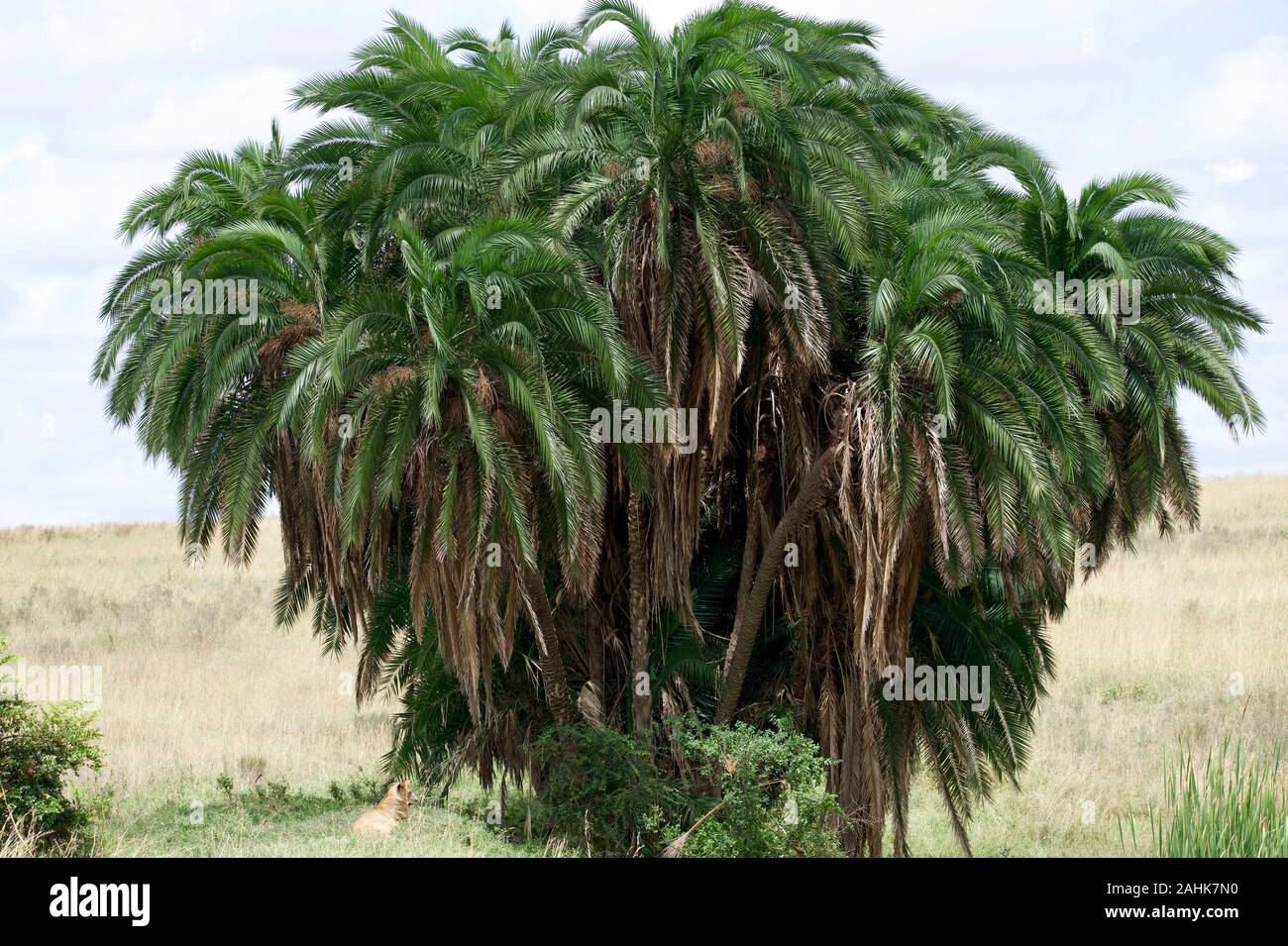 lion pride in Nairobi national park Stock Photo