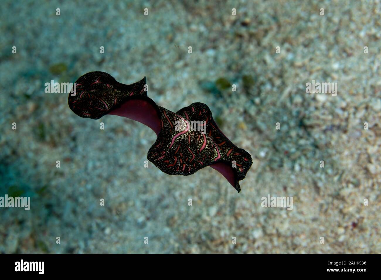 Bedfords Flatworm Pseudobiceros Bedfordi Is A Species Of Flatworm In