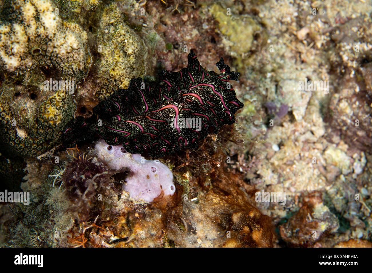 Bedfords Flatworm Pseudobiceros Bedfordi Is A Species Of Flatworm In