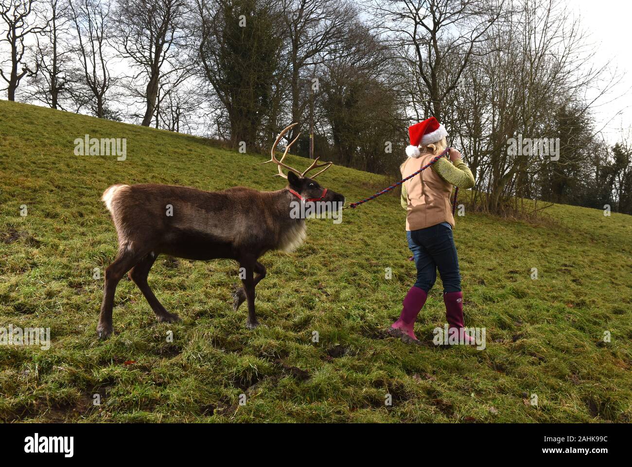 Diana Vincent walking her reindeer Raziel in the Severn Gorge, Shropshire Picture by David Bagnall woman female animals animal pets seasonal winter wa Stock Photo