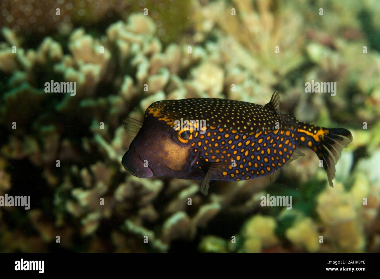 White-spotted Boxfish, Ostracion meleagris Stock Photo