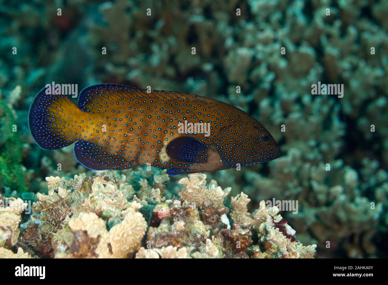 Mero grouper hi-res stock photography and images - Alamy