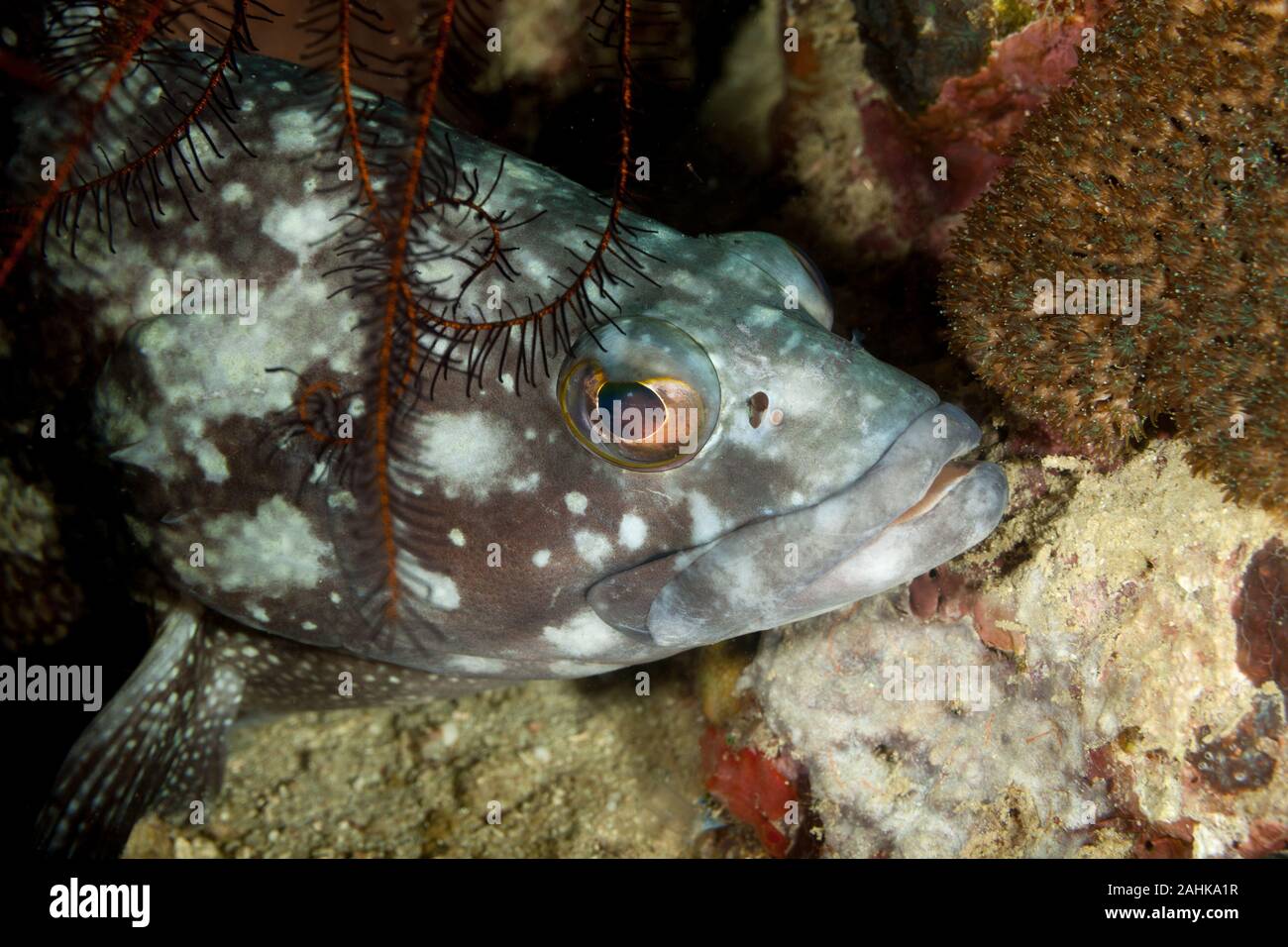 Grouper, Subfamily Epinephelinae Stock Photo - Alamy