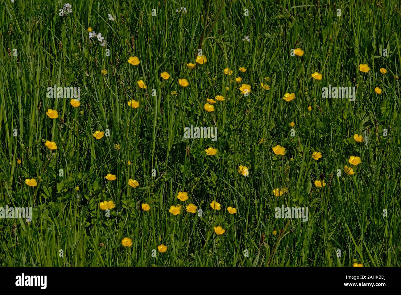 Detail of a meadow with many bright yellow buttercup flowers, selective focus - - Ranunculus bulbosus Stock Photo