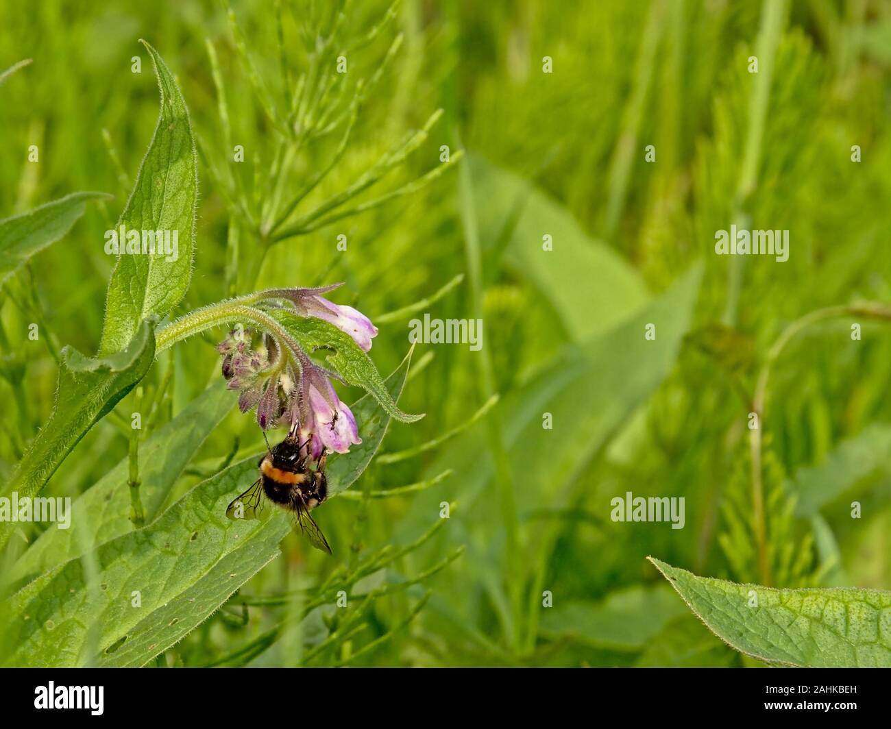 Bee on a purple comfrey flower, selective focus on a green bokeh background - Symphytum officinale Stock Photo