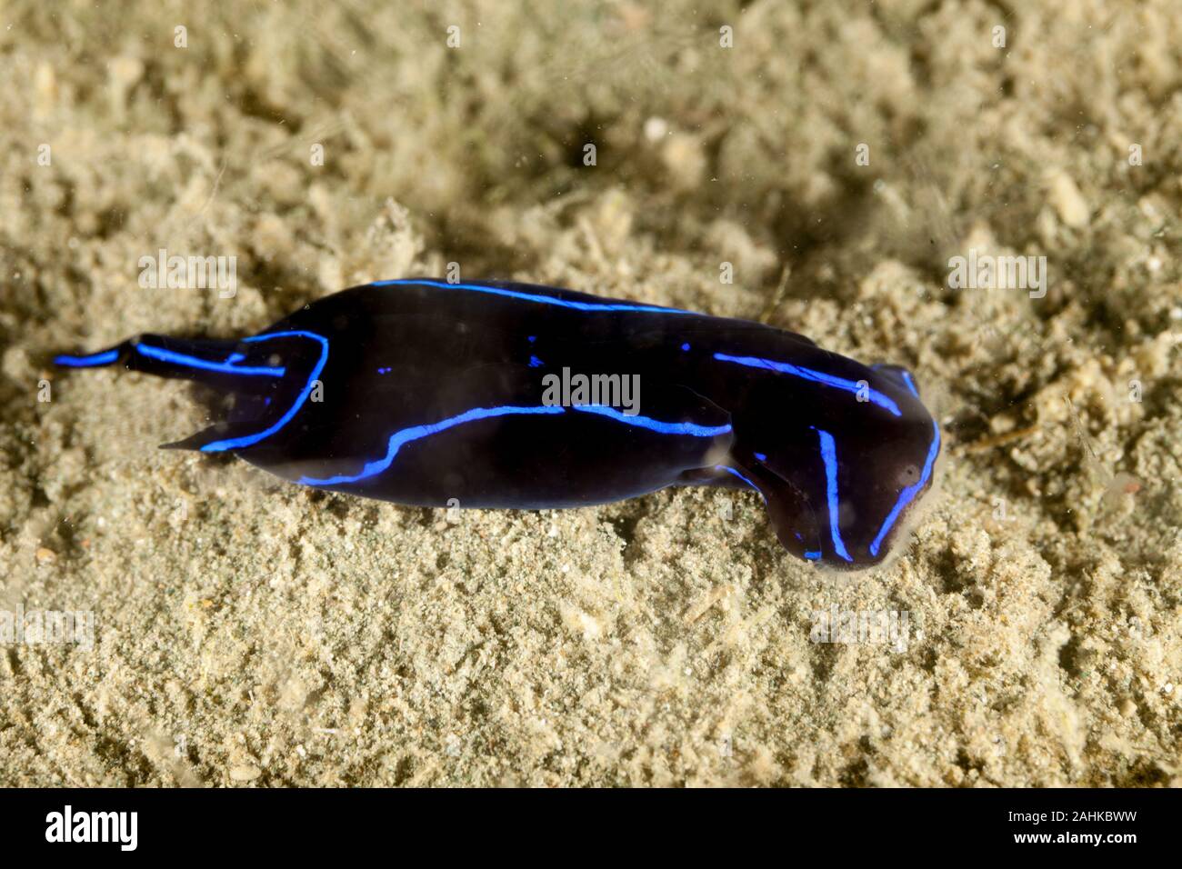 Blue Velvet Headshield Slug, Chelidonura varians, is a species of small sea slug, a marine opisthobranch gastropod mollusc in the order Cephalaspidea Stock Photo