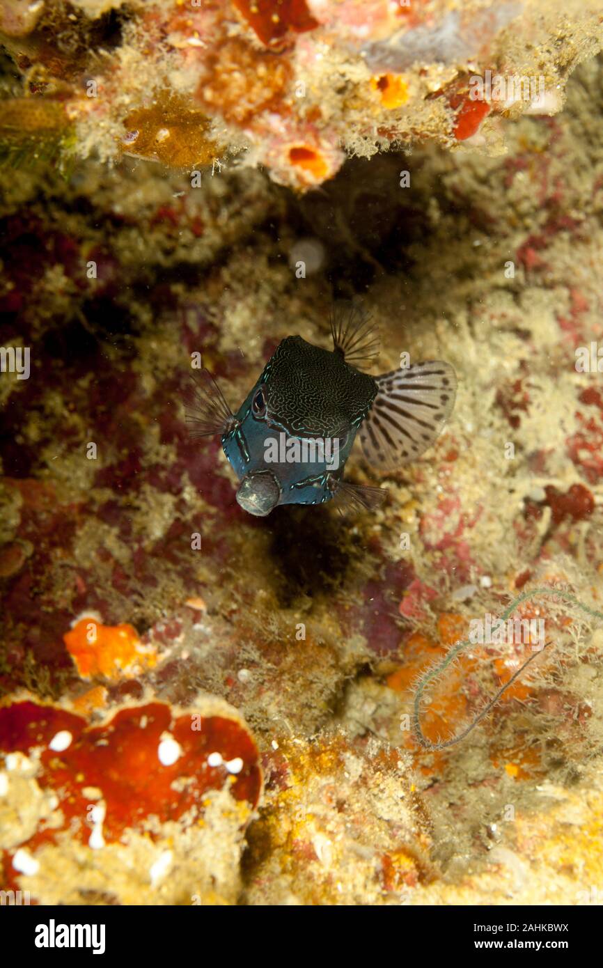 Reticulate boxfish, Ostracion solorensis Stock Photo