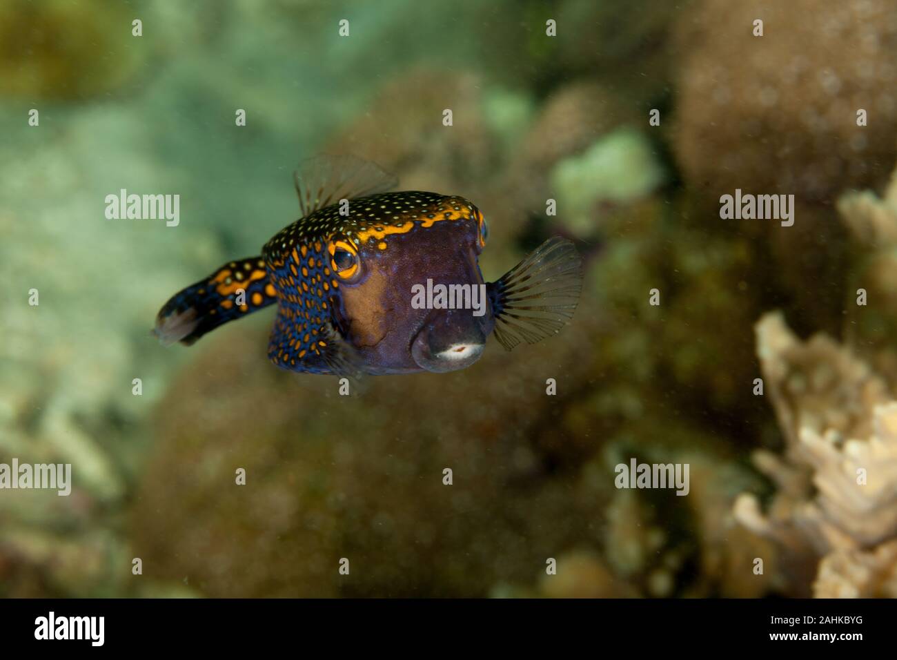 White-spotted Boxfish, Ostracion meleagris Stock Photo