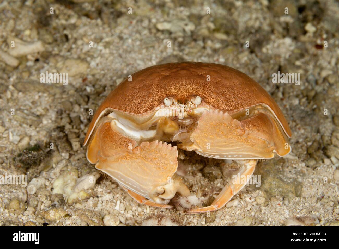 Giant Box crab eating sea urchin,Shame-faced crab,, Calappa calappa Stock Photo