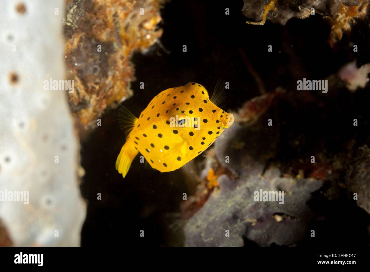 Juvenile Yellow boxfish, Ostracion cubicus Stock Photo - Alamy