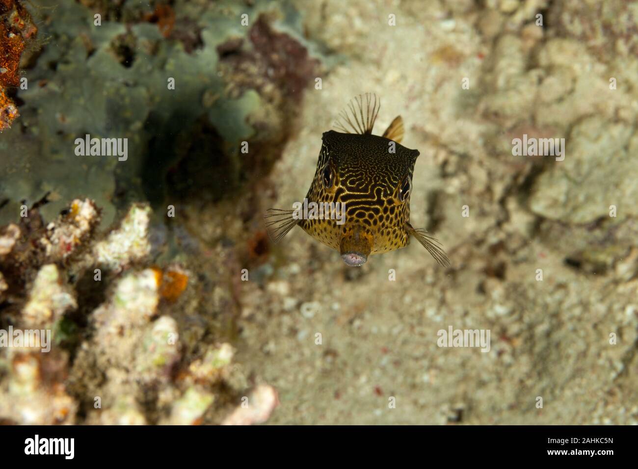 Reticulate boxfish, Ostracion solorensis Stock Photo