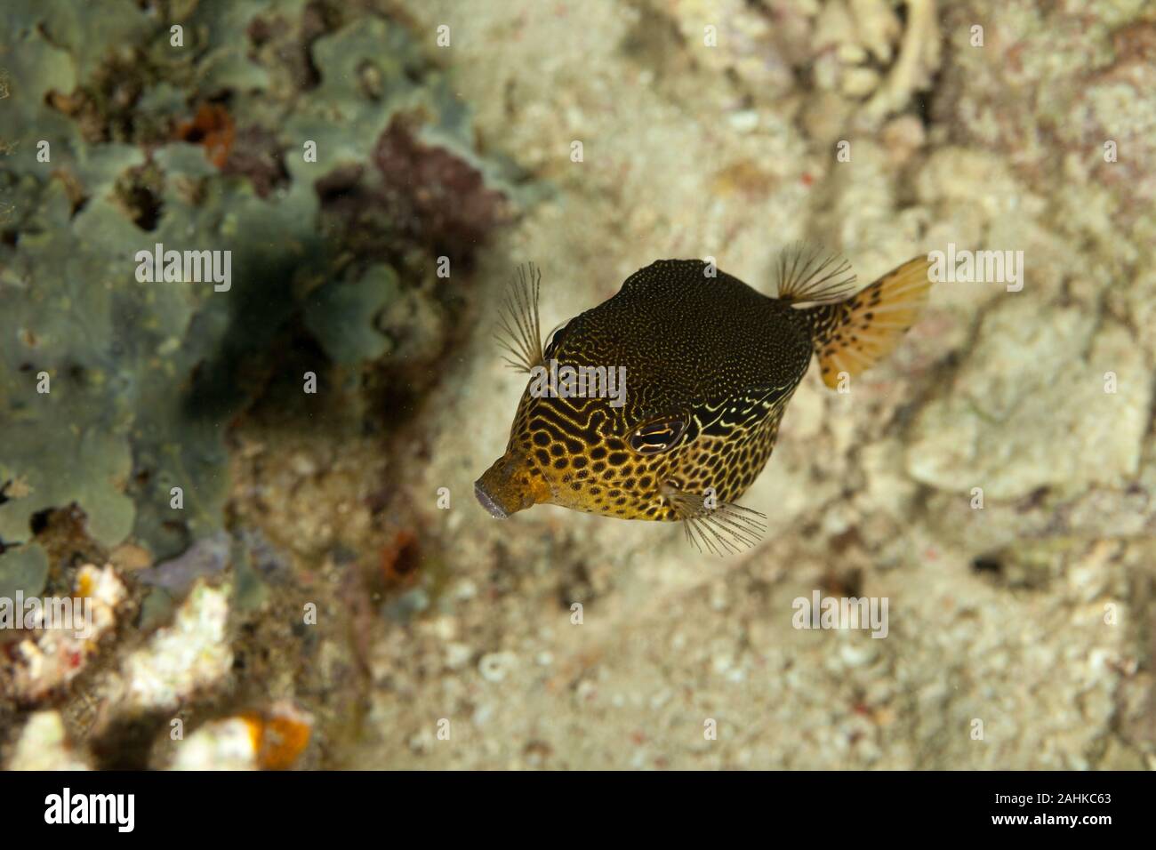 Reticulate boxfish, Ostracion solorensis Stock Photo