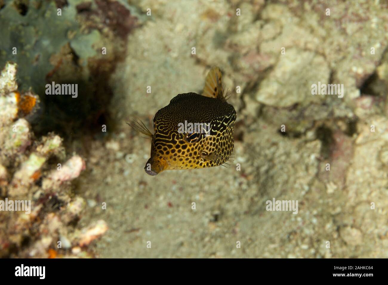 Reticulate boxfish, Ostracion solorensis Stock Photo