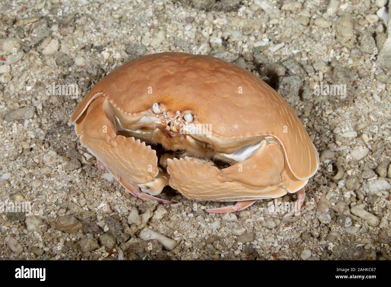 Giant Box crab,Shame-faced crab,, Calappa calappa Stock Photo