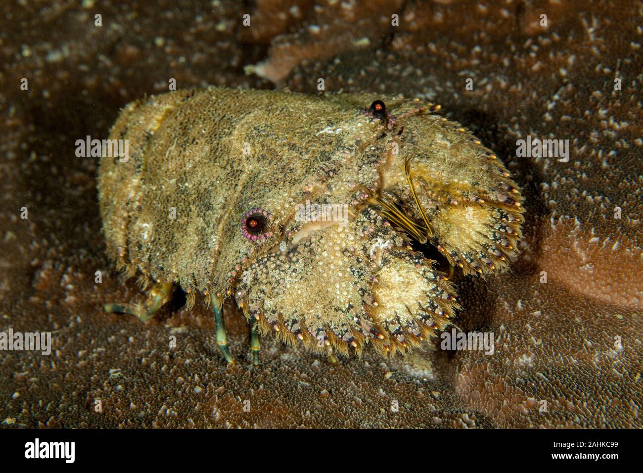Slipper Lobster, Parribacus caledonicus Stock Photo