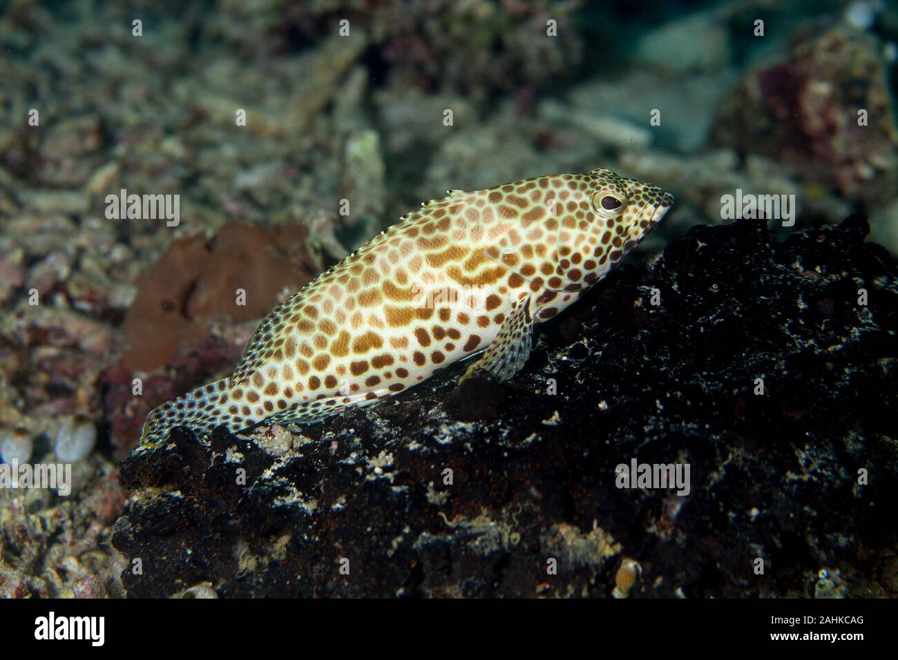 Groupers are fish of any of a number of genera in the subfamily ...