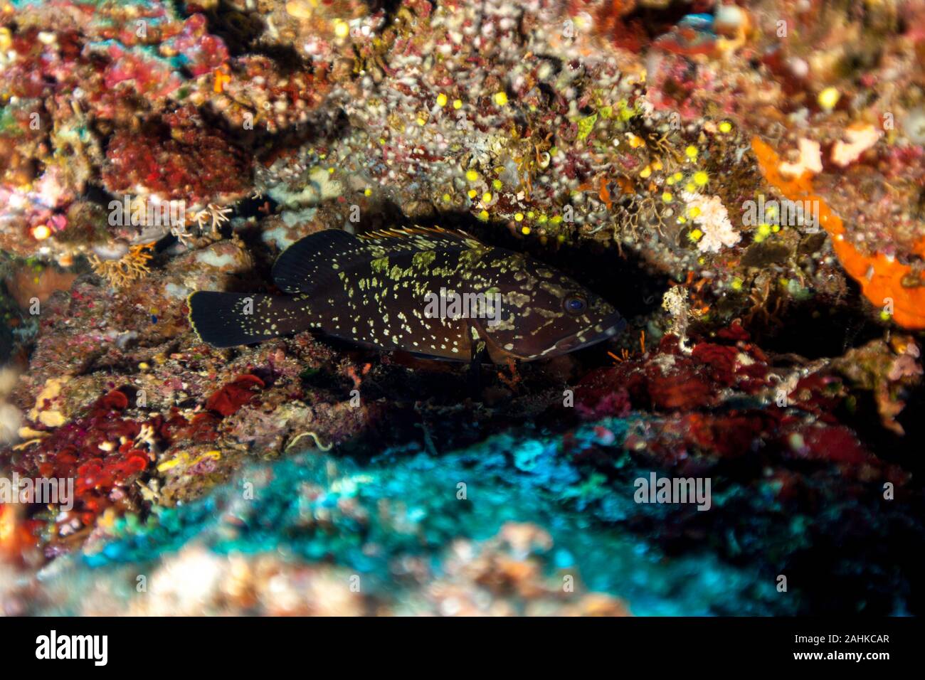 Groupers are fish of any of a number of genera in the subfamily ...