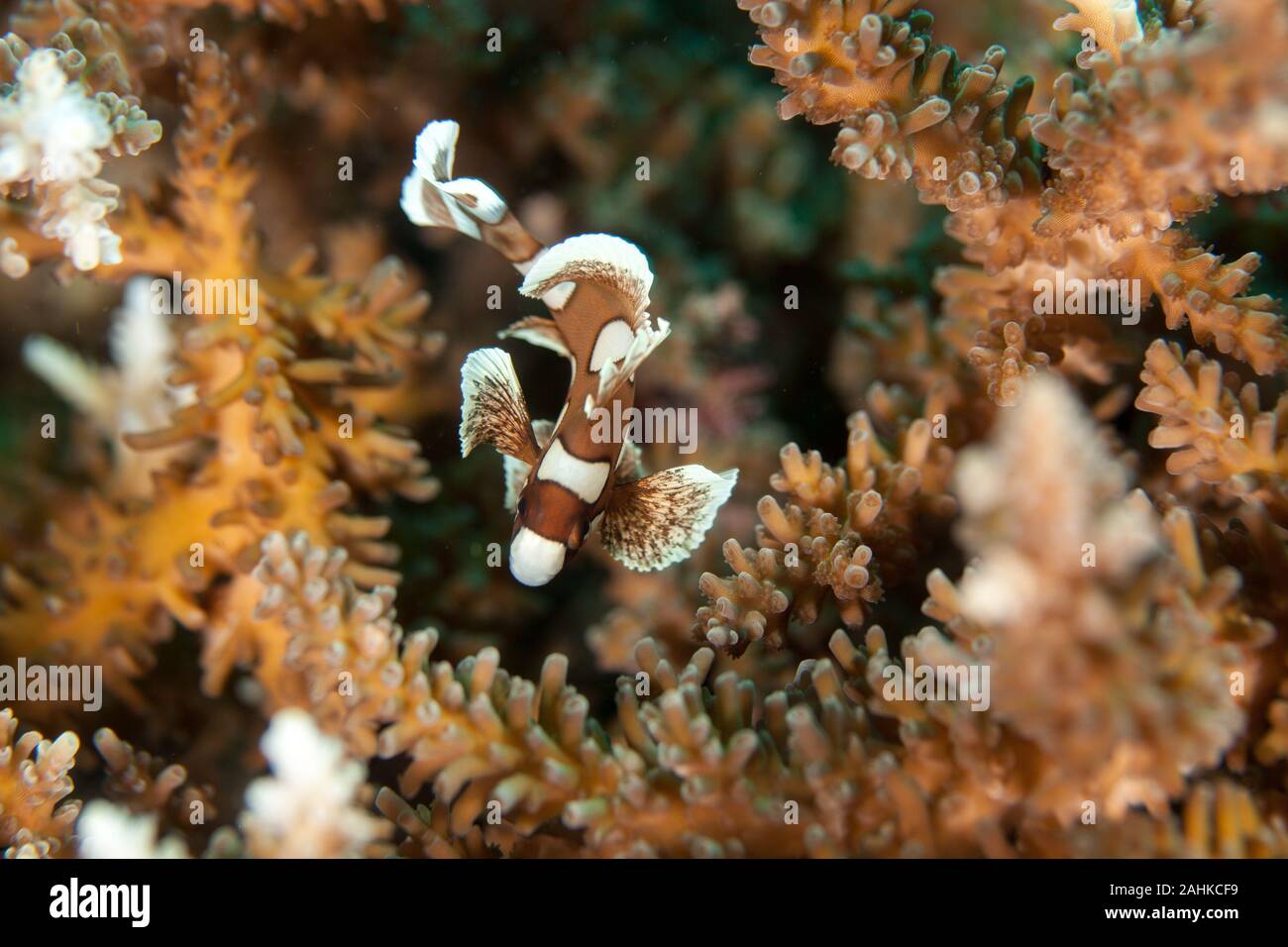 Plectorhinchus chaetodonoides, the harlequin sweetlip Stock Photo