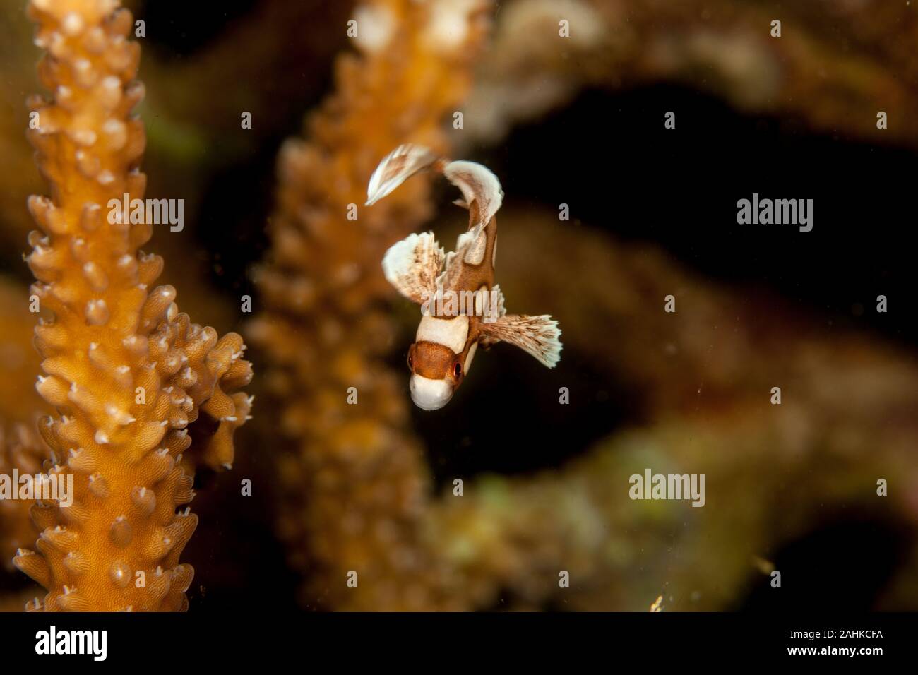 Plectorhinchus chaetodonoides, the harlequin sweetlip Stock Photo