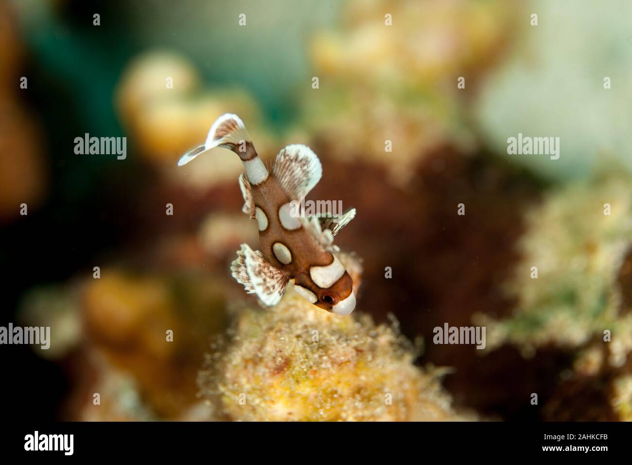 Plectorhinchus chaetodonoides, the harlequin sweetlip Stock Photo