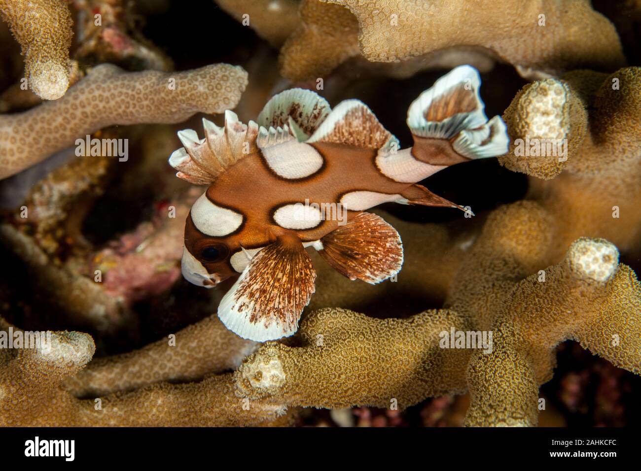Plectorhinchus chaetodonoides, the harlequin sweetlip Stock Photo
