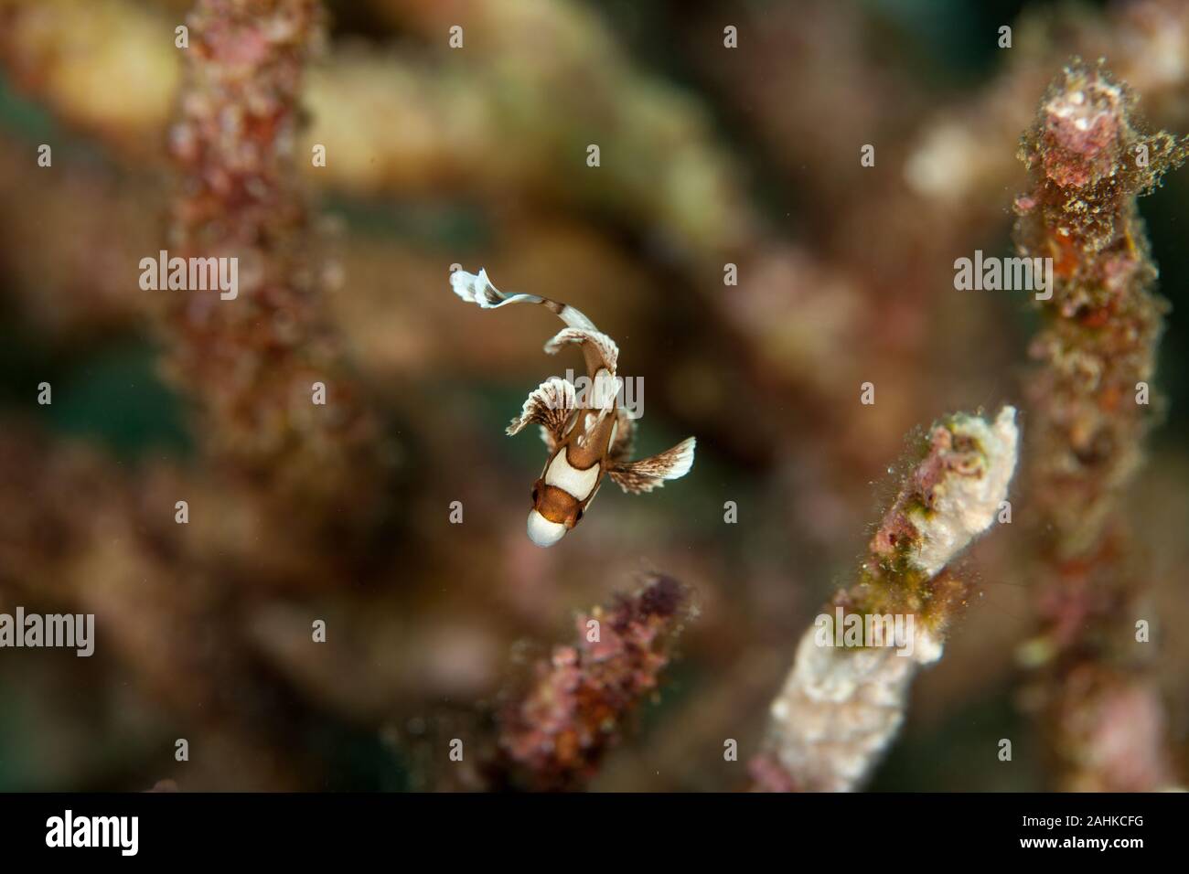 Plectorhinchus chaetodonoides, the harlequin sweetlip Stock Photo