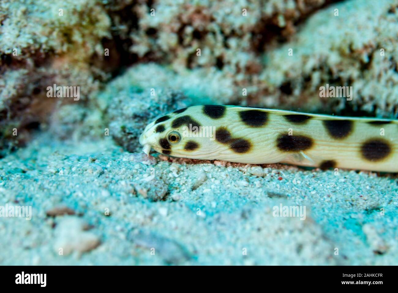 Myrichthys maculosus is a snake eel Stock Photo Alamy