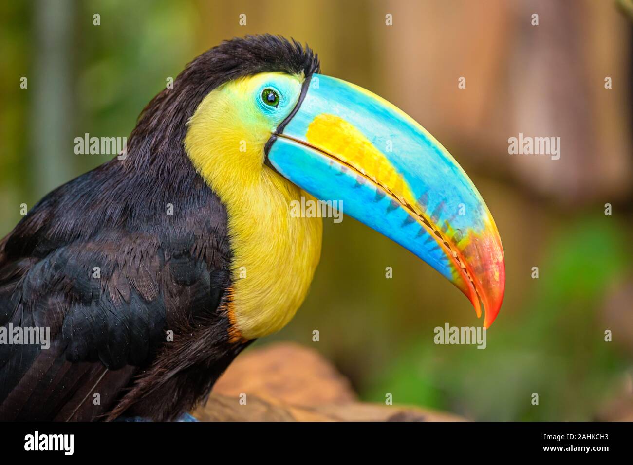 A portrait of the beautiful coloured keel-billed toucan Stock Photo
