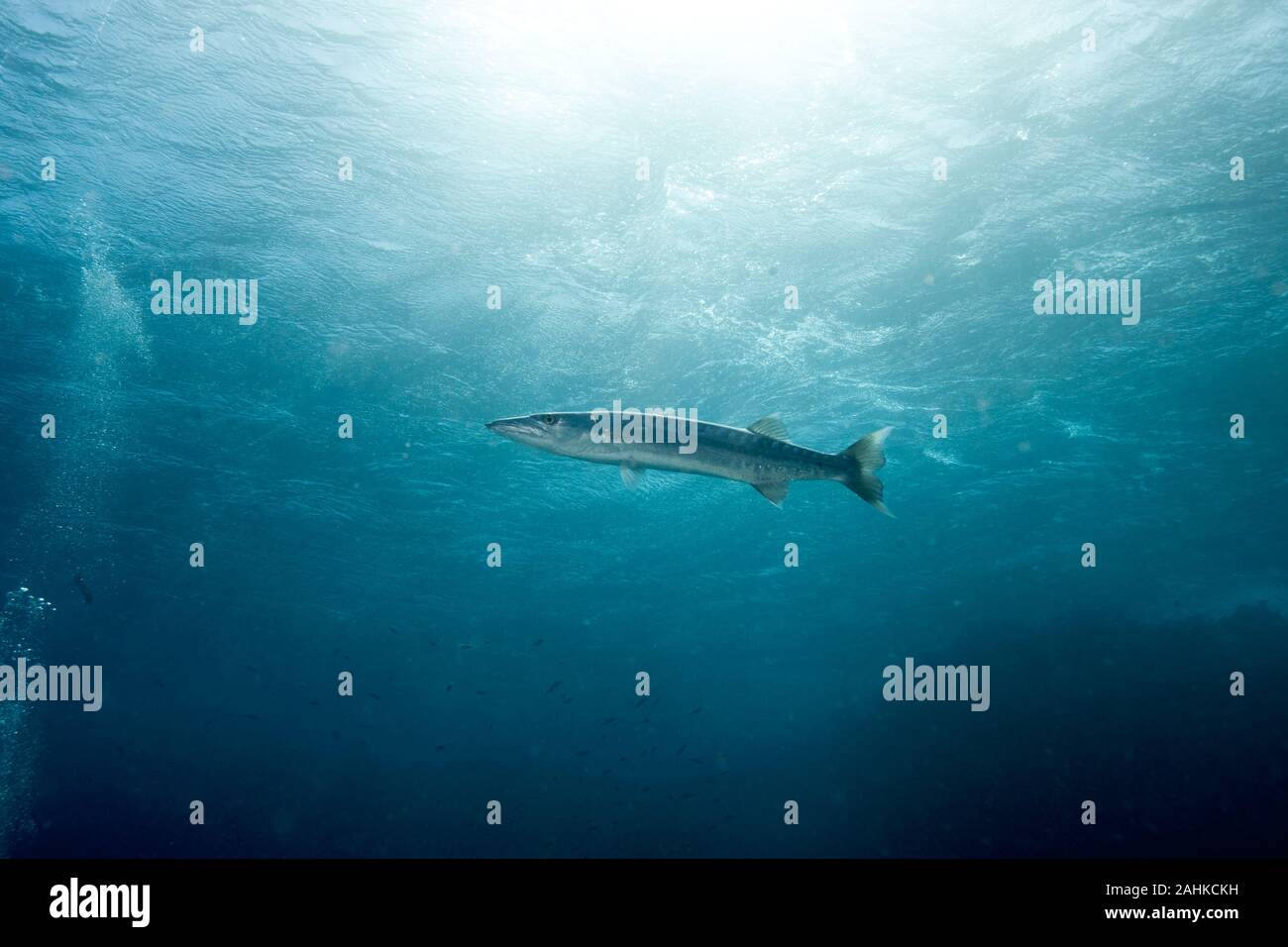 Barracuda, ray-finned fish Stock Photo