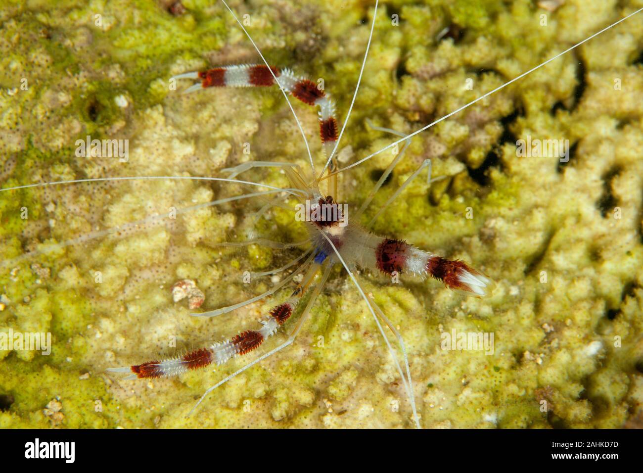 Banded Boxer Shrimp, Stenopus hispidus is a shrimp-like decapod crustacean belonging to the infraorder Stenopodidea Stock Photo